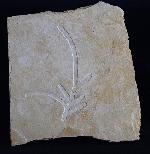 Brachyphyllum nepos SAPORTA 1884 - Bild &copy; FossNet FossilienStore
